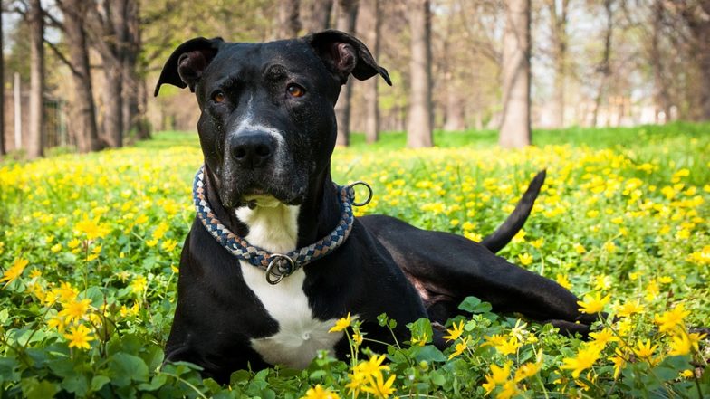Couple Leaves Wish List for Dog Before Suicide: दंपति ने की आत्महत्या, पालतू कुत्ते के लिए छोड़ी 'विश लिस्ट'