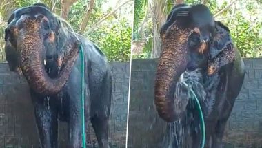 गर्मी से निजात पाने के लिए हाथी ने लगाया गजब का दिमाग, कुछ इस अंदाज में नहाते दिखे गजराज (Watch Viral Video)