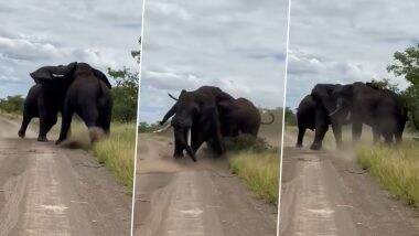 Elephants Fight Video: दो विशालकाय हाथियों के बीच हुई भयंकर लड़ाई, फिर जो हुआ... देखकर हो जाएंगे हैरान