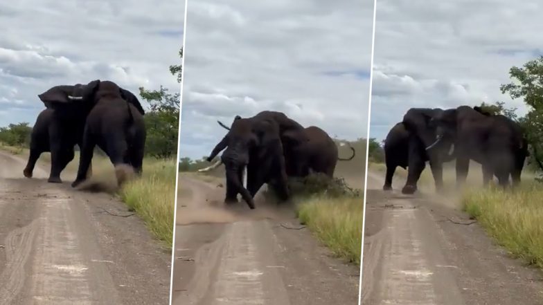 Elephants Fight Video: दो विशालकाय हाथियों के बीच हुई भयंकर लड़ाई, फिर जो हुआ... देखकर हो जाएंगे हैरान
