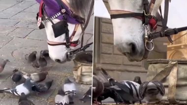 Viral Video: घोड़े ने कबूतरों के साथ बांटकर खाया खाना, वीडियो में छुपा है एक खास संदेश