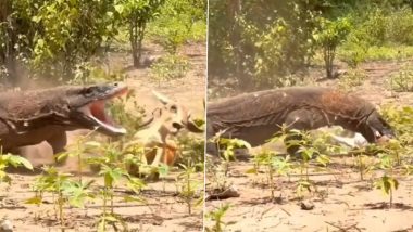Viral Video: कोमोडो ड्रैगन ने पल भर में बेरहमी से किया हिरण का शिकार, रोंगटे खड़े करने वाला वीडियो हुआ वायरल