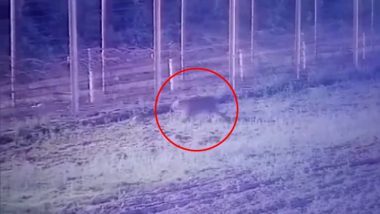 Leopard at IND-PAK Border: बॉर्डर क्रॉस कर पाकिस्तान से भारत में घुसा तेंदुआ, VIDEO आया सामने, सीमा पर अलर्ट जारी