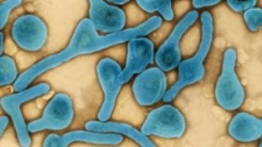 Marburg Virus: कोरोना के बाद अब इस वायरस से परेशान हैं लोग, जानें कितना है खतरनाक, क्या है लक्षण