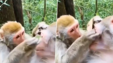 Monkey Viral Video: आंखों की डॉक्टर या ब्यूटीशियन? बंदर के साथ बंदरिया की इस हरकत को देख लोग हुए कन्फ्यूज