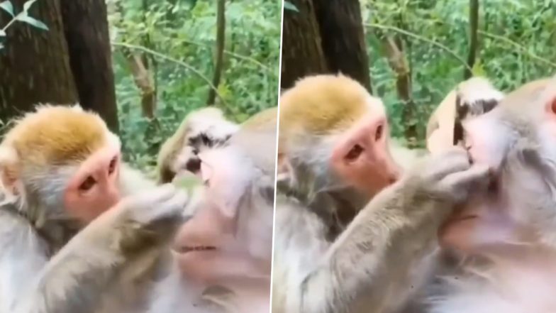 Monkey Viral Video: आंखों की डॉक्टर या ब्यूटीशियन? बंदर के साथ बंदरिया की इस हरकत को देख लोग हुए कन्फ्यूज