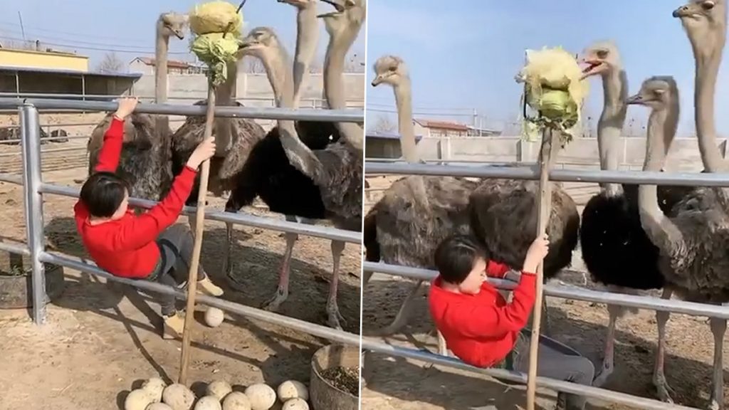 महिला ने चुराए शुतुरमुर्ग के अंडे, वार से बचने के लिए दिया खाने का लालच (Watch Viral Video)