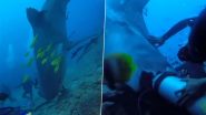 समंदर की गहराई में विशालकाय शार्क ने गोताखोरों पर किया अटैक, डरावना वीडियो हुआ वायरल (Watch Viral Video)
