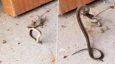 मकड़ी के जाल में फंसा खतरनाक सांप, तड़प-तड़प कर नागराज ने तोड़ दिया दम (Watch Viral Video)