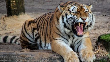 MP: बांधवगढ़ बाघ अभयारण्य में बाघ के हमले में युवक की मौत