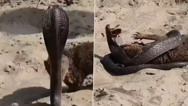 Snake And Mongoose Fight: कोबरा और नेवले में हुई खूनी लड़ाई, सांप ने मंगूस को उतारा मौत के घाट, देखें वीडियो