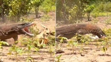 Komodo Dragon Swallows Deer: कोमोडो ड्रैगन ने हिरण पर किया हमला, कुछ ही सेकंड में इसे जिंदा निगला, देखें वीडियो