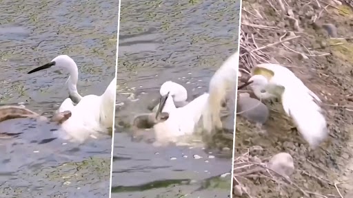 Video: सांप ने सारस को अपने मुंह से पकड़ा, पक्षी ने दिया मुंहतोड़ जवाब, देखें वीडियो