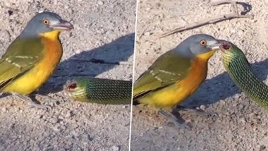 Bird Rips Snake’s Eyes Out: बर्ड से बचकर निकलने की कोशिश कर रहा था सांप, पक्षी ने निकाली आंख