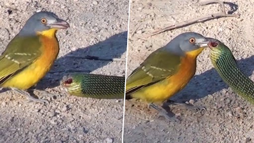 Bird Rips Snake’s Eyes Out: बर्ड से बचकर निकलने की कोशिश कर रहा था सांप, पक्षी ने निकाली आंख