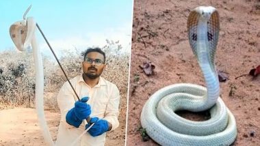 Rare Albino Cobra Spotted: महाराष्ट्र के गढ़चिरौली में मिला दुर्लभ अल्बिनो कोबरा, वन विभाग ने किया रेस्क्यू