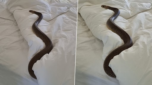 Snake in Bed: महिला के बिस्तर से छिपा हुआ था खतरनाक जहरीला सांप, स्नेक कैचर ने ऐसे निकाला