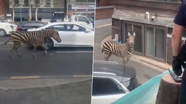 Zebra Escapes From Zoo: सियोल चिड़ियाघर से भागा ज़ेबरा, सड़क पर दौड़ने का वीडियो वायरल