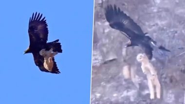 Eagle Catches Lamb And Flies: बकरी के बच्चे को लेकर आसमान में उड़ गई चील, दिल दहला देने वाला वीडियो वायरल