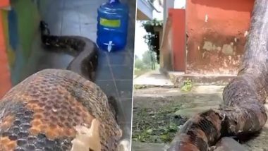 Meet World’s Biggest Snake: मिलिए दुनिया के सबसे बड़े सांप से, जिसने वयस्क इंसानों को खा लिया, देखें वायरल वीडियो