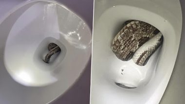 Snake in Toilet Commode: टॉयलेट के कमोड पर छिपकर बैठा था खतरनाक सांप, ऐसा निकाला बाहर