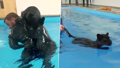 Video: जैगुआर के बच्चे के साथ जबरदस्त बॉन्डिंग शेयर करता है शख्स, एक साथ स्विमिंग का वीडियो वायरल