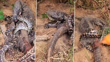 Komodo Dragon And Python Fight: कोमोडो ड्रैगन और अजगर के बीच हुई भीषण लड़ाई, देखें कौन हारा कौन जीता?