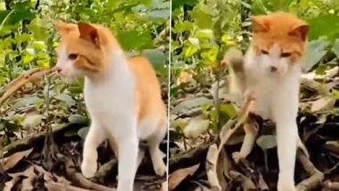 Snake Attacks Cat Video: आसान शिकार समझकर सांप ने कैट पर किया हमला, बिल्ली ने एक पंजे में मार गिराया