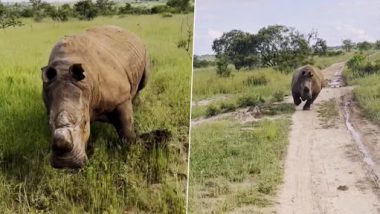 Angry Rhino Chases Safari Car: गुस्साए गैंडे ने कई किलोमीटर तक सफारी का किया पीछा, शॉकिंग वीडियो वायरल