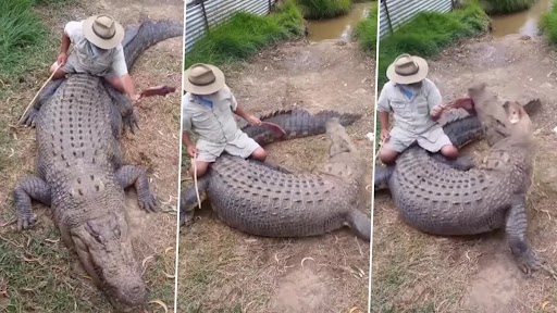 Crocodile Video: मगरमच्छ की पीठ पर बैठकर शख्स ने किया कुछ ऐसा...गुस्साए जानवर ने की खाने की कोशिश