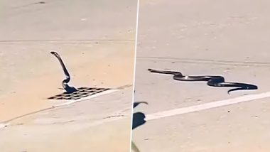 Snake Video: सड़क पर फन फैलाकर खड़ा था खतरनाक ब्लैक कोबरा, सांप का वीडियो वायरल