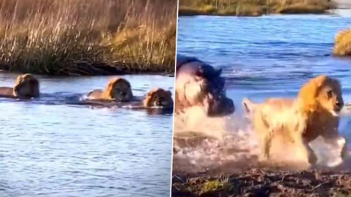 Viral Video: तीन शेरों से एक दरियाई घोड़े ने की लड़ाई, पानी में से मारकर भगाया, देखें वीडियो