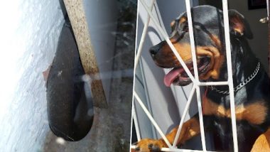 Dog Rescues Owner from Black Mamba: सोफे पर बैठे मालिक के पीछे था खतरनाक ब्लैक मांबा, कुत्ते ने सांप से ऐसे बचाया