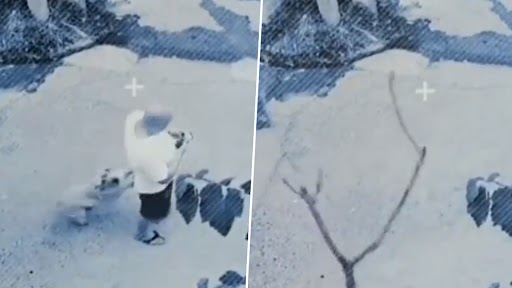 Video: पेड़ के नीचे खड़े शख्स को कुते ने हादसे से बचाया, वायरल हुआ वीडियो