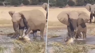 Video: हाथी का शिकार करने की कोशिश मगरमच्छ को पड़ गई भारी, जम्बो ने कर दी धुनाई