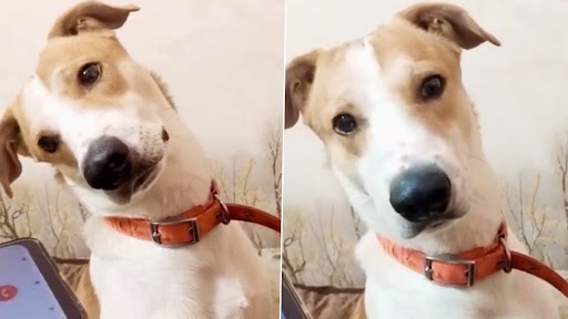 Dog Talking on Phone: फोन पर अपने मालिक से बात करते हुए डॉग का क्यूट क्लिप वायरल, वीडियो देख बन जाएगा दिन
