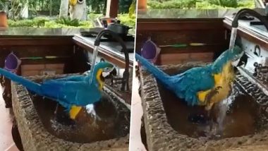 Parrot Taking Bath: खुद से टैप खोलकर नहाते हुए स्मार्ट तोते का क्लिप वायरल, वीडियो देख नेटीजंस इम्प्रेस