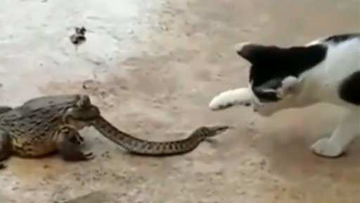 Frog Eating Snake: मेंढक द्वारा सांप को आधा खाए जाने के बाद बिल्ली से लड़ता दिखा स्नेक, वीडियो वायरल
