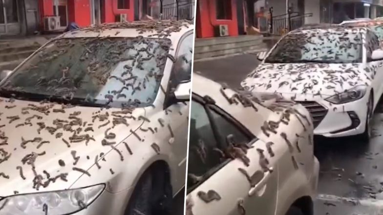 China Worm Rain Video: चीन में आसमान से हुई कीड़ों की बारिश, सड़कों और कारों पर लगा अंबार
