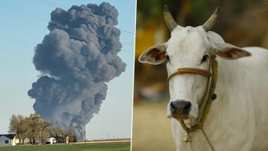 Cows Burnt To Death: बम धमाके के बाद 18000 गायों की जलकर मौत, खेतों में लगी भीषण आग