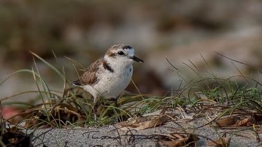 Hanuman Plover Bird: हनुमान टिटहरी को 86 साल बाद प्रजाति के रूप में जगह मिली- वैज्ञानिक