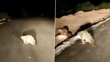 Video: गोवा के मडगांव में रात को सड़क पार करता दिखा मगरमच्छ, शॉकिंग वीडियो वायरल