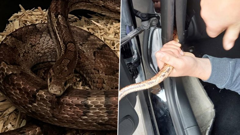 Snake Video: कार के अंदर छिपा था खतरनाक सांप, ऐसे निकाला बाहर