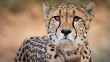 Cheetah Oban Escaped Again: नामीबिया का नर चीता 'ओबन' फिर कूनो से निकला, 15 किमी दूर जंगल में दिखा