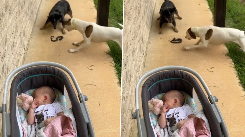 Dogs Save Child From Snake: बच्चे को बचाने के लिए कुत्तों ने की खतरनाक सांप से लड़ाई, उछालकर हवा में फेंका