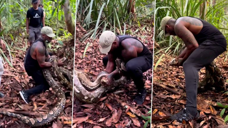 Snake Video: देखते ही देखते इस शख्स ने पकड़ लिया विशाल अजगर, भयानक वीडियो वायरल
