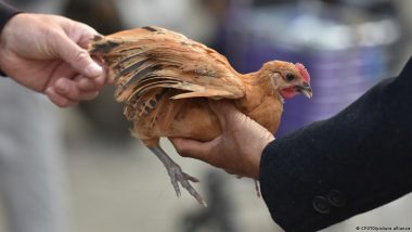 World's First Human Death By H3N8 Bird Flu: चीन में एच3एन8 बर्ड फ्लू से दुनिया में पहले इंसान की मौत, WHO ने दिया बड़ा बयान