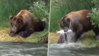 भालू को लगी भूख को बहती नदी के किनारे बैठा शिकार करने, एक झटके में मछली को धर दबोचा (Watch Viral Video)