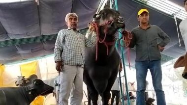 Expensive Buffalo: लग्जरी बंगले से भी महंगा है ये भैंसा, देश भर में इसके सीमेन की है मांग, किमत सुनकर उड़ जाएंगे होश