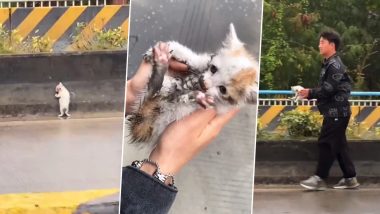गाड़ियों की आवाजाही के बीच हाइवे पर फंसा था बिल्ली का बच्चा, शख्स ने ऐसे की बेजुबान की मदद (Watch Viral Video)